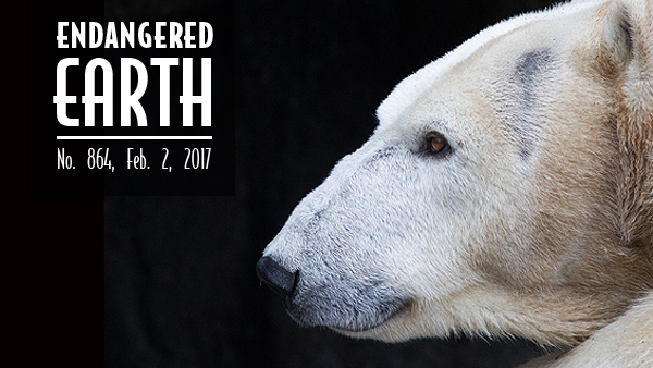 Polar bear