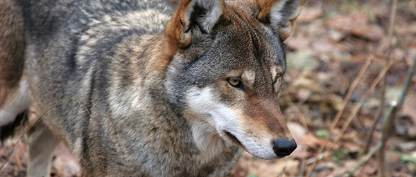 Red wolf