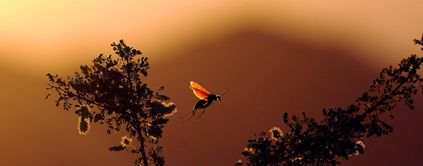Tarantula hawk