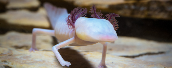 Texas blind salamander
