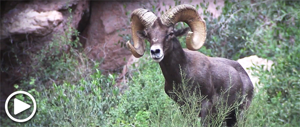 Bighorn sheep