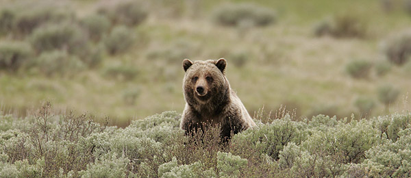 Grizzly bear