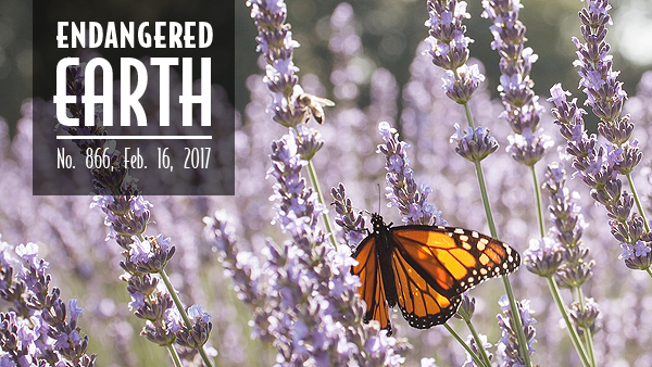 Monarch butterfly