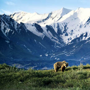 Alaska grizzly bear