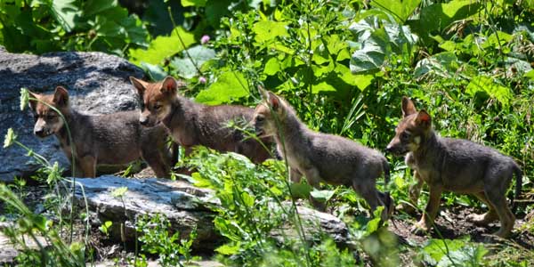 Mexican gray wolf pups