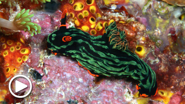 Nudibranch