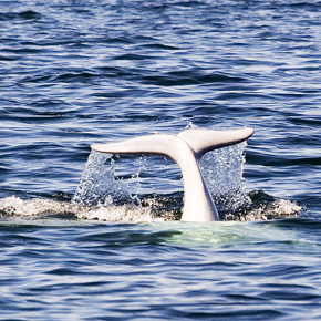 Beluga