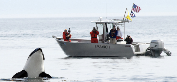 Southern Resident orca