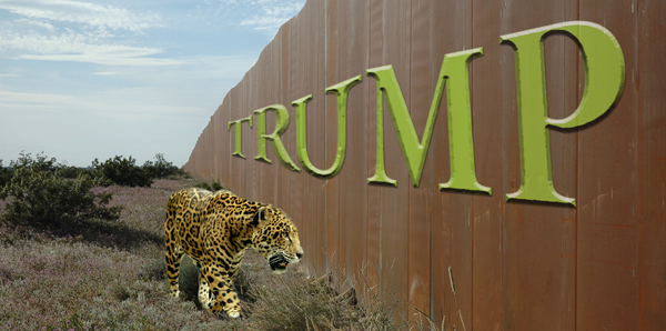 Illustration of jaguar at Trump wall
