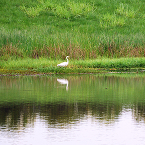 Wetlands