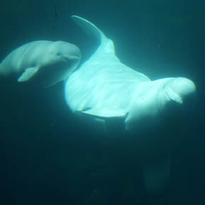 Beluga