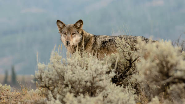 Wyoming wolf