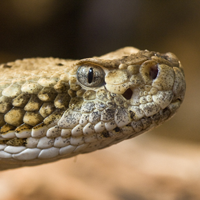 Timber rattlesnake