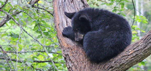 Black bear resting in a tree