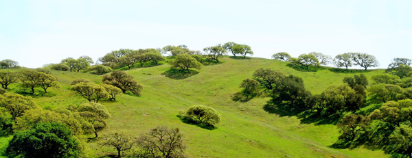 Central California hills