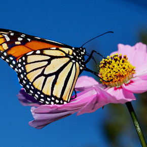 Monarch butterfly