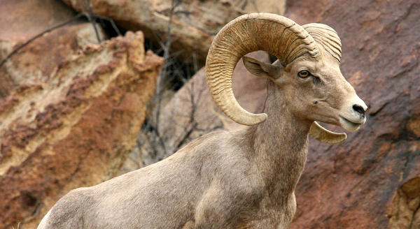 Peninsular bighorn sheep