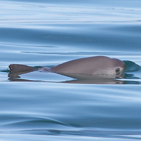 Vaquita