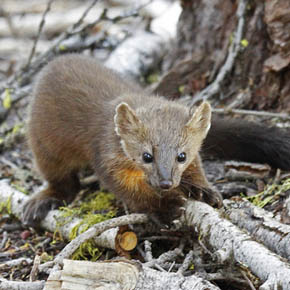 American pine marten