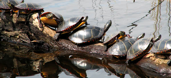 Painted turtles