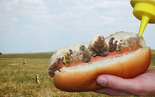 Prairie dogs on hot dog