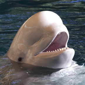 Beluga whale