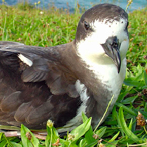 Hawaiian petrel