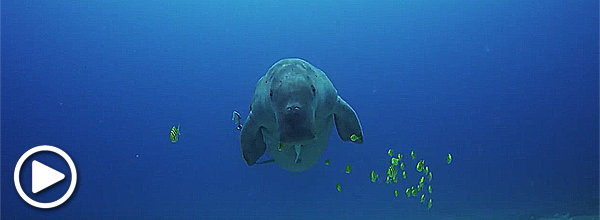 Dugong