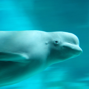Beluga