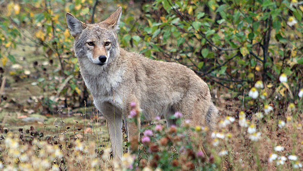 Coyote