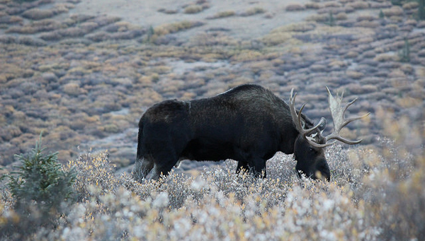 Moose
