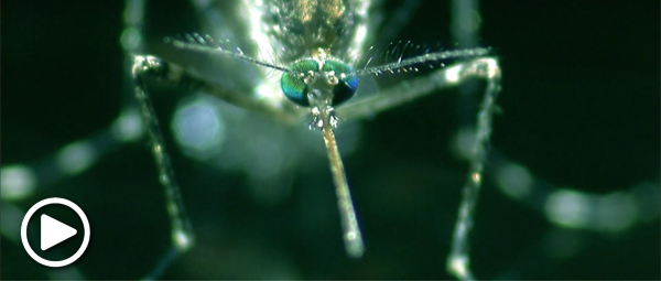Mosquito