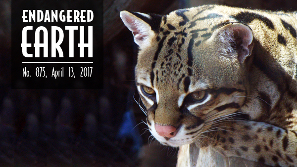 Ocelot