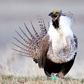 Sagr grouse