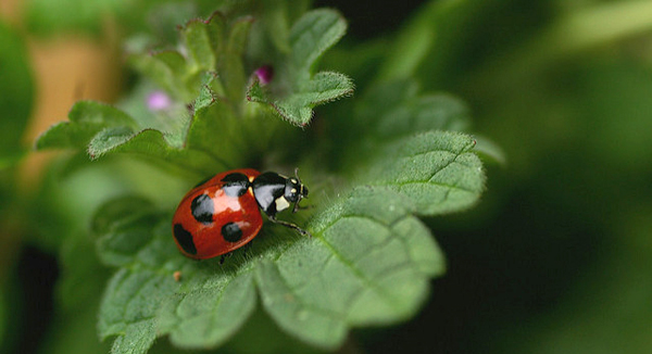 Ladybug
