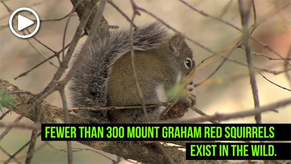 Mount Graham squirrel