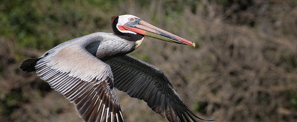 Pelican