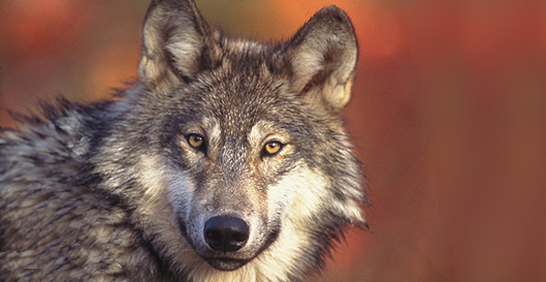 Gray wolf