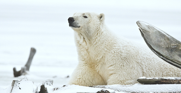 Polar bear