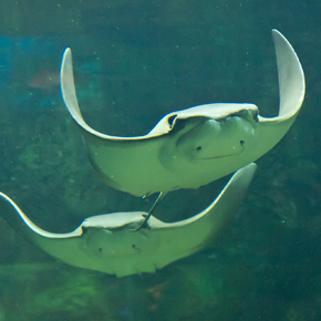 Cownose rays