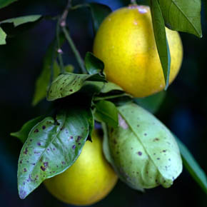 Florida citrus