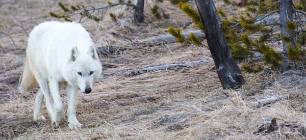 Alpha female of Yellowstone's Canyon pack