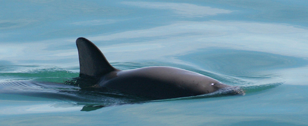 Vaquita
