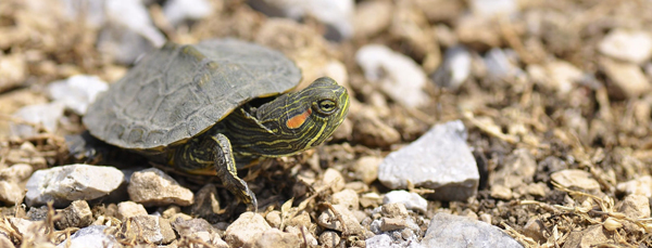 Red-eared slider