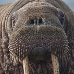 Walrus