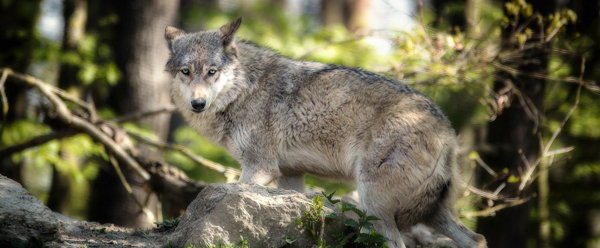Wolf