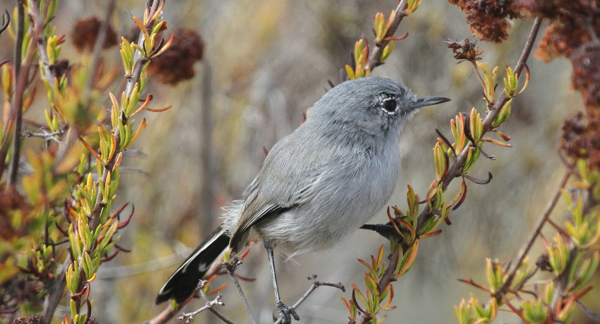 California gnatcatcher