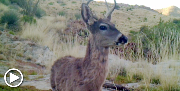 Deer caught on wildlife camera