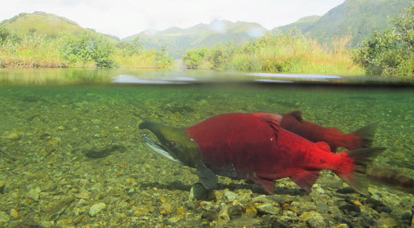 Alaskan sockeye salmon