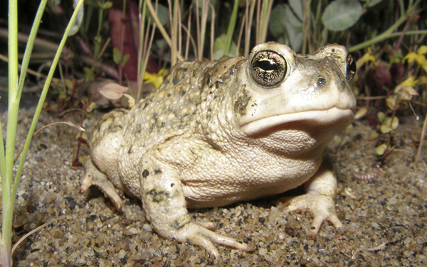Arroyo toad